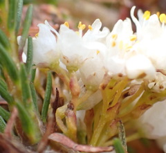 Cuscuta africana