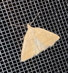 Zanclognatha jacchusalis
