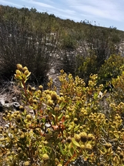 Leucadendron muirii