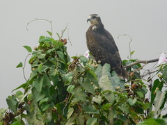 Rostrhamus sociabilis