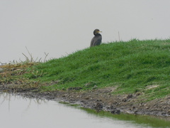 Nannopterum brasilianum