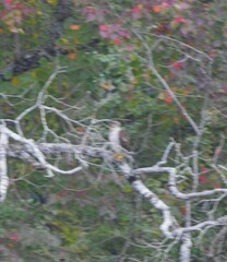 Accipiter cooperii