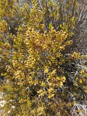 Leucadendron muirii