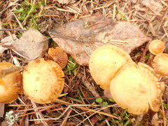 Kuehneromyces lignicola