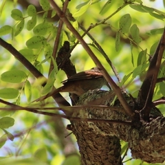 Cranioleuca pyrrhophia