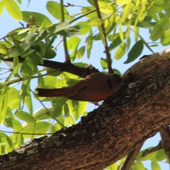 Cranioleuca pyrrhophia