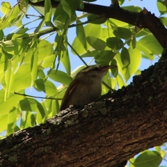 Cranioleuca pyrrhophia