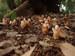 Mitrastemon yamamotoi