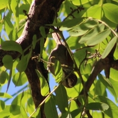 Cranioleuca pyrrhophia