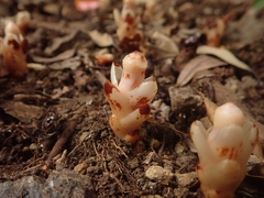 Mitrastemon yamamotoi