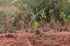 Aframomum alboviolaceum