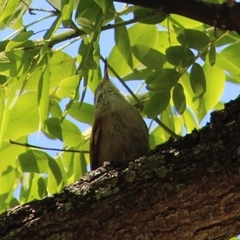 Cranioleuca pyrrhophia