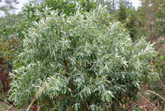 Terminalia sericea