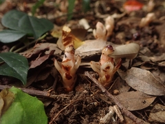 Mitrastemon yamamotoi