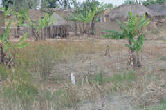 Musa