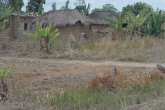 Musa