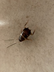 Periplaneta fuliginosa