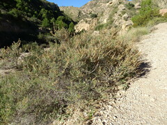 Salsola oppositifolia