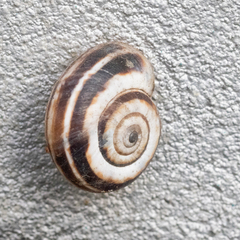 Xerolenta obvia