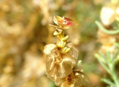 Salsola oppositifolia