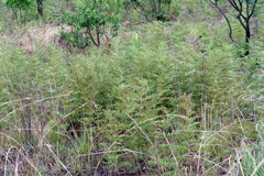 Pteridium centrali-africanum