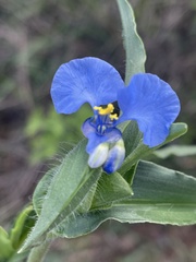 Commelina eckloniana