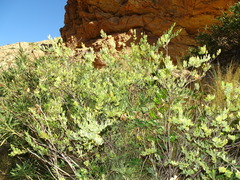 Osyris lanceolata