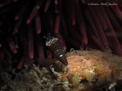 Gnathophyllum americanum