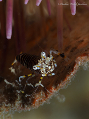 Gnathophyllum americanum