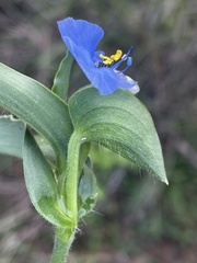 Commelina eckloniana