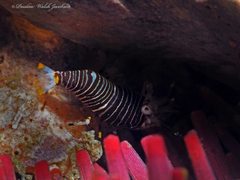 Gnathophyllum americanum