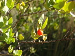 Osyris lanceolata