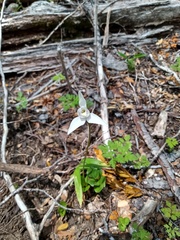 Codonorchis lessonii