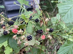 Rubus setosus