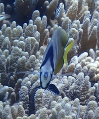 Chaetodon kleinii