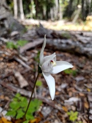 Codonorchis lessonii