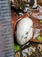 Trochulus striolatus