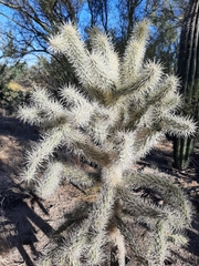 Cylindropuntia bigelovii