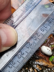 Trochulus striolatus