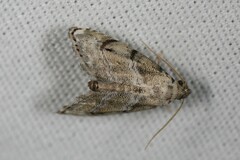 Abablemma bilineata