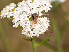 Phalangium opilio