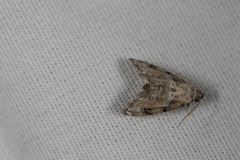 Abablemma bilineata