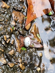 Trochulus striolatus