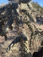 Cylindropuntia fulgida