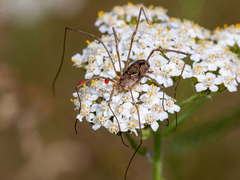 Phalangium opilio