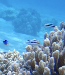 Thalassoma amblycephalus