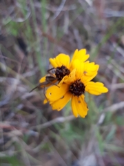 Coreopsis linifolia