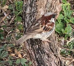 Passer domesticus