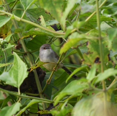 Prinia hodgsonii