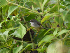 Prinia hodgsonii
